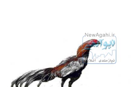 تخم نطفه دار لاری تخم نطفه دار مرغ تمگذار مرغ راس گوشتی تخم نطفه دار 