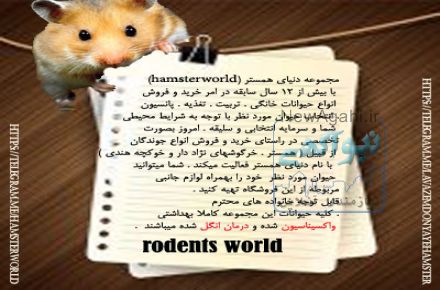 پرندگان تزئینی!