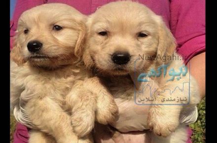 فروش توله گلدن بی نظیر