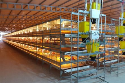 قفس های تمام اتوماتیک مرغ گوشتی  وتخم گذار