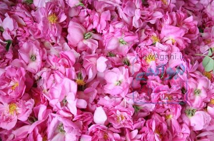 گلاب و عرقیات و شربت و سرکه و مربا تولید کاشان