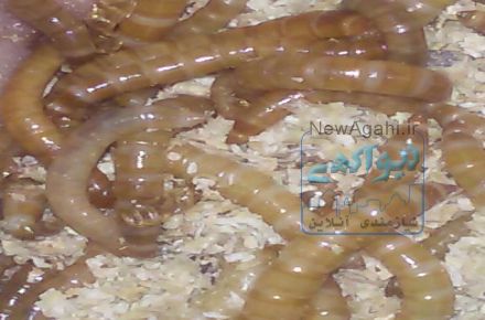 میل ورم ویژه
