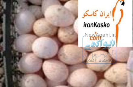 فروش تخمهای نطفه دار