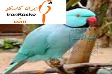 فروش تخمهای نطفه دار