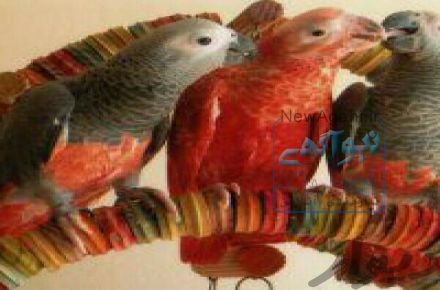 فروش تخمهای نطفه دار