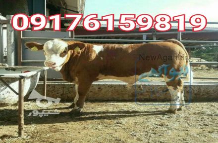 خرید و فروش انواع گاو و گوساله داشتی و گوشتی 