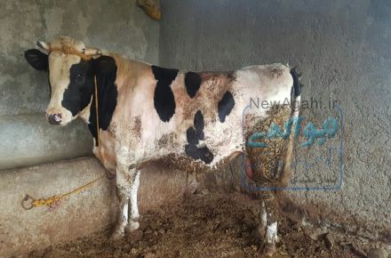 خرید و فروش انواع گاو و گوساله داشتی و گوشتی اصیل 
