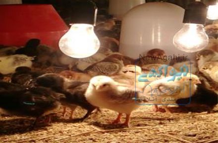فروش گسترده جوجه یک روزه و مرغ گلپایگانی