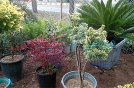 فروش انواع گل و گیاه