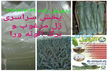 فروش ژل آلوئه ورا - برگ آلوئه ورا
