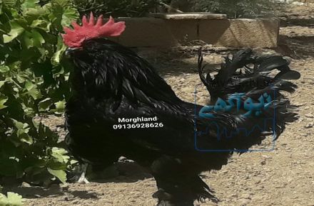 پیش فروش جوجه اصیل 10 روزه مرندی از مولدهای عالی
