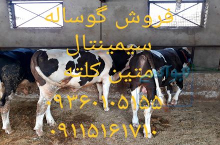  گوساله پروار اصیل