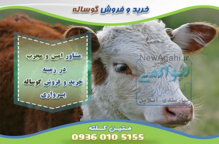  گوساله سمینتال بندر ترکمن