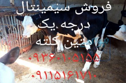  فروش گوساله نر سمینتال