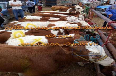  فروش اینترنتی گوشت گوساله لاکچری