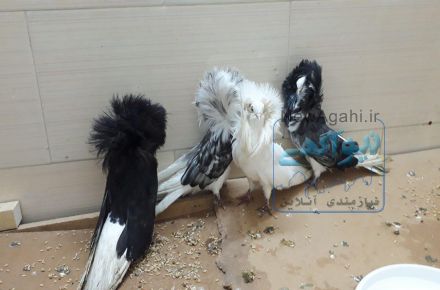 فروشگاه آنلاین پرنده های زینتی و کبوتر های کمیاب