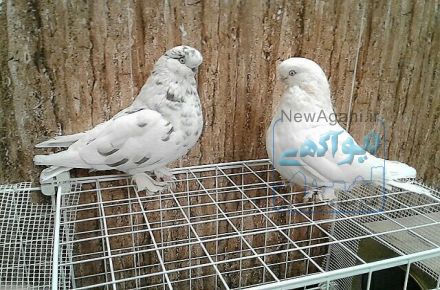 فروشگاه آنلاین پرنده های زینتی و کبوتر های کمیاب