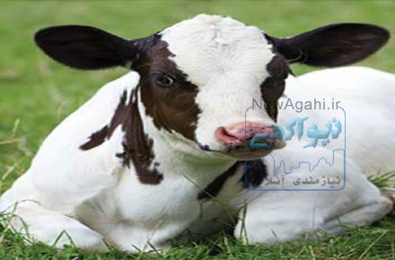  فروش گوساله پرواری در گیلان
