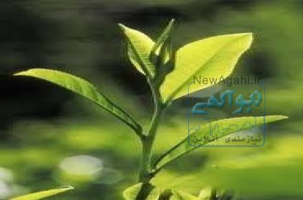 کرم‌های روز و شب ,کرم مرطوب‌کننده ,کرم ضدآفتاب