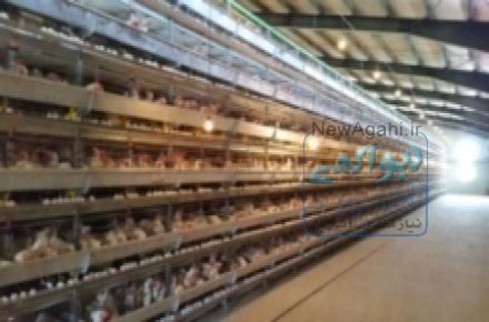 قفسهای تمام اتوماتیک پرورش مرغ تخم گذار -گوشتی وپولت