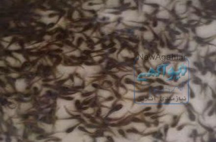 فروش ویژه انواع بچه ماهیان گرمابی