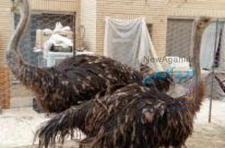 فروش تخم شترمرغ