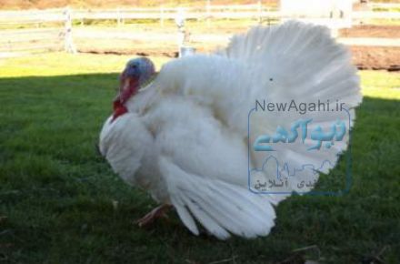 فروش بوقلمون گوشتی BUT