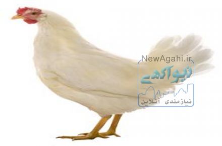 فروش مرغ تخم گذار(پولت)