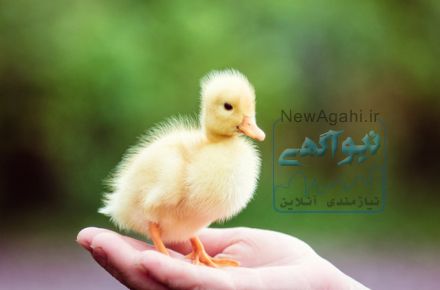 فروش جوجه اردک