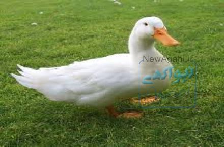 فروش جوجه اردک