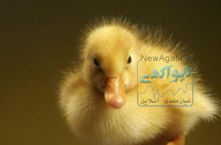 فروش جوجه اردک