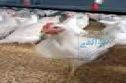 _فروش ویژه ی جوجه مرغ گوشتی کلیه نژادها(کاپ-راس-هوبارد)                                                                           