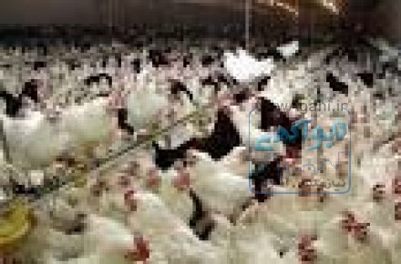 _فروش ویژه ی جوجه مرغ گوشتی کلیه نژادها(کاپ-راس-هوبارد)                                                                           
