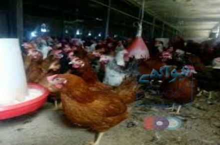 فروش خروس یکروزه