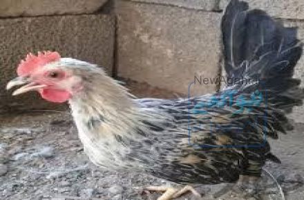 فروش خروس یکروزه