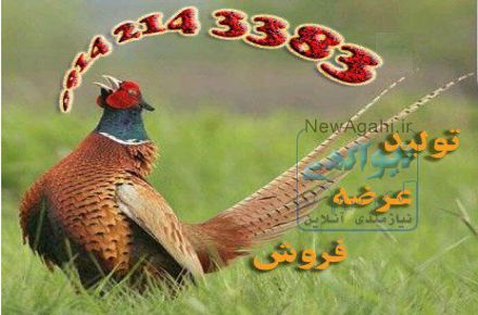 فروش جوجه قرقاول 
