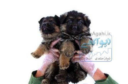توله سگ گلدن رتریور ( سگ پرستار)
