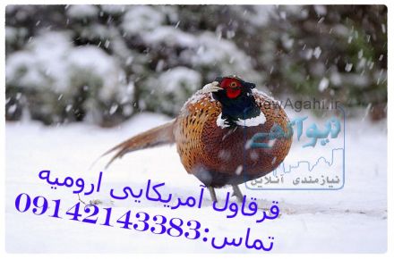 گوشت گرم قرقاول ارومیه 