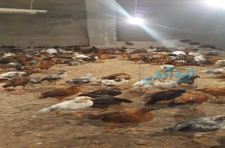 فروش مرغ بومي گلپايگان اصل 1ماهه