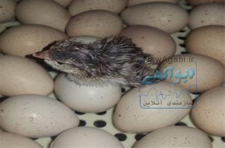 فروش جوجه 1 روزه كبك