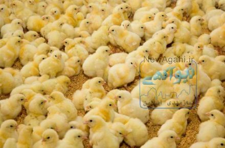 فروش جوجه 1 روزه گوشتي راس،كاپ،هوبارد،پلاس