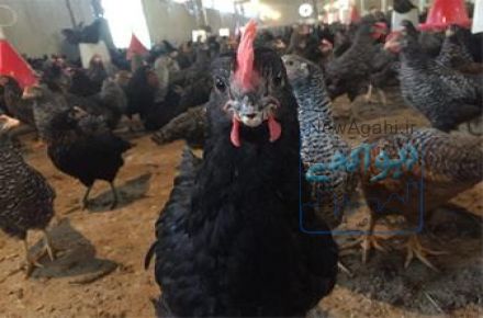 فروش بلك استار در سنين 1 ماهه و 2 ماهه و 3 ماهه