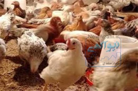 فروش مرغ بومي گلپايگان 2 ماهه