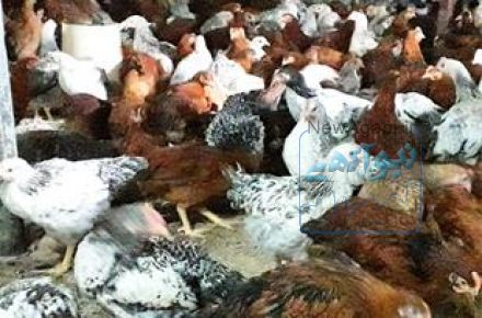 فروش جوجه مرغ بومي گلپايگان 1 ماهه