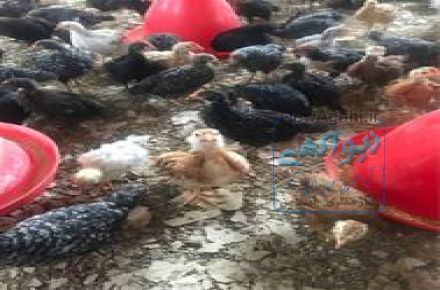 فروش بلك استار 1 ماهه