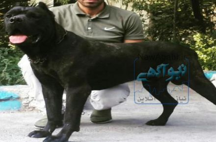 فروش ویژه سگ کن کورسو