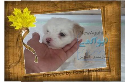 توله سگ سایز صفر 