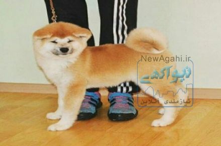 اکیتا وارداتی و داخلی