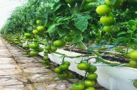 فروش گلدان یک متری ای پی اس گلخانه ای ارزان قیمت
