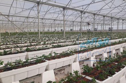 فروش گلدان یک متری ای پی اس گلخانه ای ارزان قیمت